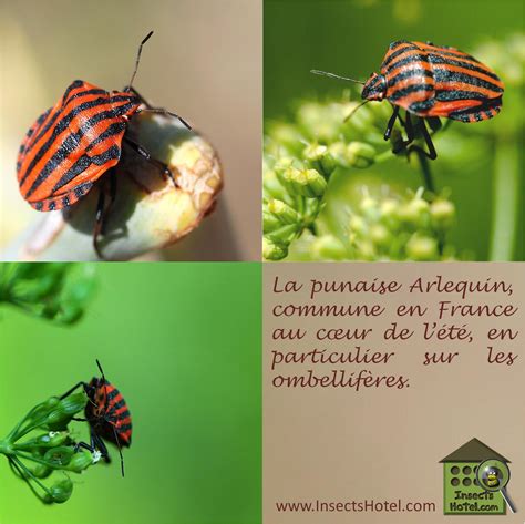 Arlequin Insectes Insecthotel Insecte Nature Biologie Animal