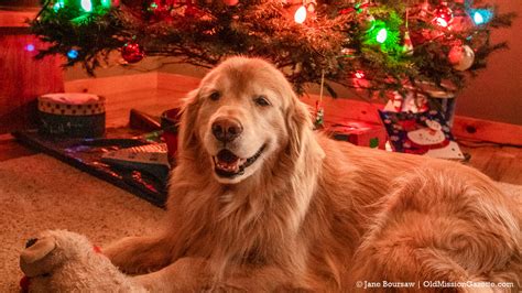 Photo Of The Day Guinness The Golden Retriever Christmas Dog