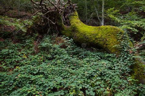 Huge Fallen Tree Full Of Moss In The Forest Stock Image Image Of
