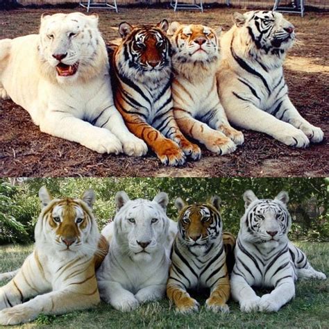 The Only Two Photos In The World With The Four Tones Of The Tiger