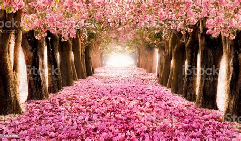 Romantic Blossom Tree Over Nature Background In Spring Season Stock