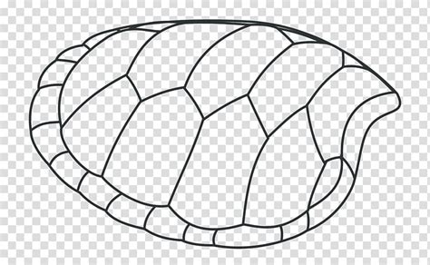 Turtle Shell Drawing Tortoise Green Shells Transparent Background Png