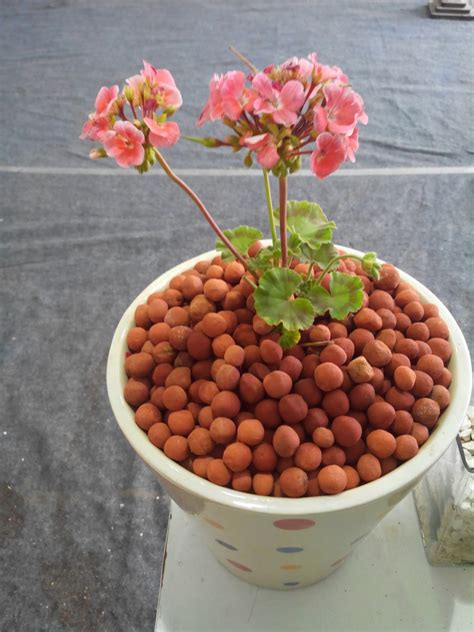 Powerclay Growing Media Hydroton Leca Expanded Clay Pebbles For Gardenhorticulture