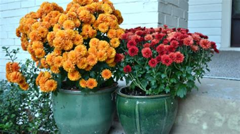 How To Care For Mums The Best Fall Flower