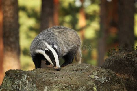 Tasso In Foresta Habitat Della Natura Animale Ceco Scena Della Fauna