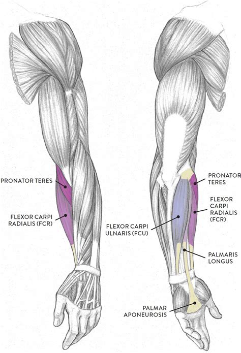 Diagram Of Human Arm Muscles Labeled Human Anatomy Diagram Of Man S Images