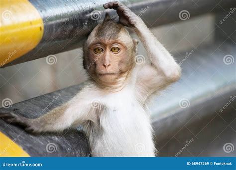 Funny Monkeys Stock Image Image Of Thailand Crab Funny 68947269