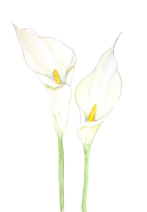 2 White Calla Lily Watercolor Painting By Color Color Fine Art America