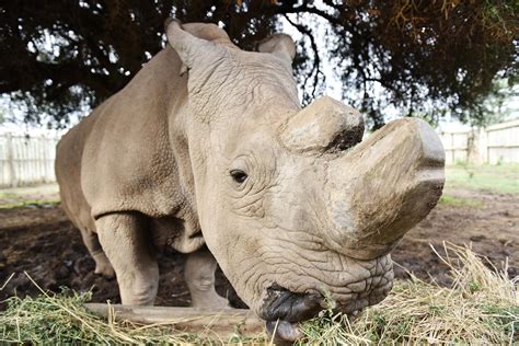 The Last Male Northern White Rhino Has Died Spelling Probable