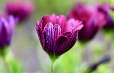 Margarite Flower Garden Free Photo On Pixabay