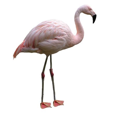 Flamingo Png