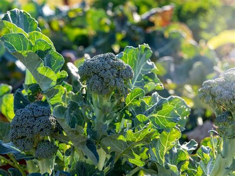 Where Do Broccoli Seeds Come From