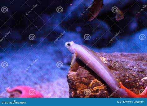 Black Eyed Goby Fish Rhinogobiops Nicholsii Stock Photo Image Of