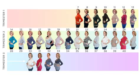 Pregnant Belly Sizes