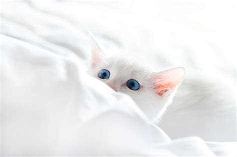 18 Cute Pictures Of Peeking Cats
