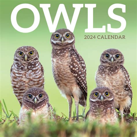 2024 Owls Wall Calendar Tf Publishing Calendars Planners