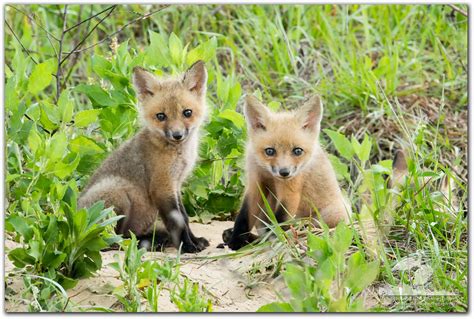Intensity Red Foxes Apopka Florida 04272014 Michael Lib Flickr