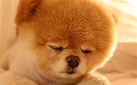Boo Cute Dog Sleep Dog Photo Wallpaper 2560x1600 Download