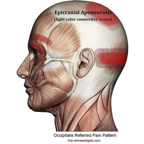 Occipitalis Muscle Pain The Wellness Digest