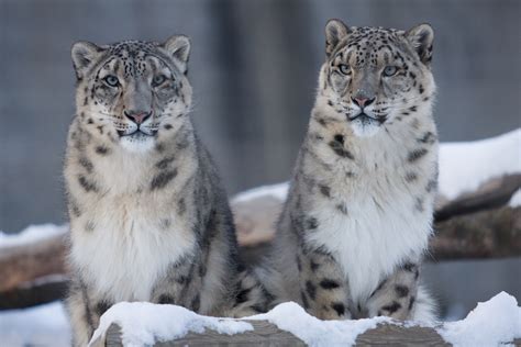 Snow Leopard Poaching