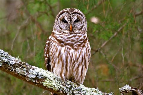 Hoot Owl Karma Owl Eyes New Years Surprise