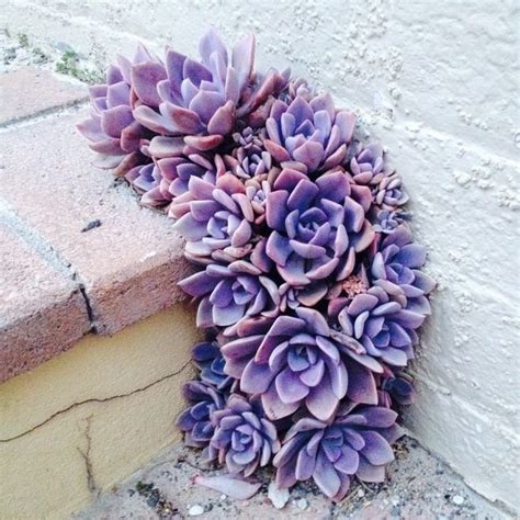 Purple Succulents Plants Garden Succulents