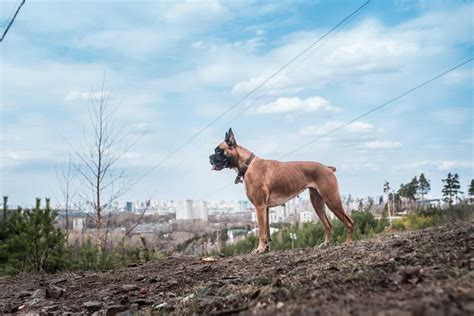 European Boxer Everything You Need To Know Prefurred