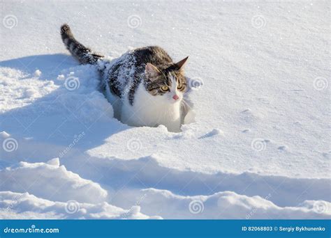 Funny Cat Jumping In The Snow Stock Image Image Of Beautiful Cute