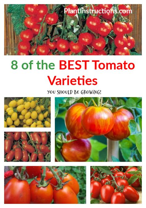 10 Best Tomato Varieties To Grow Plant Instructions