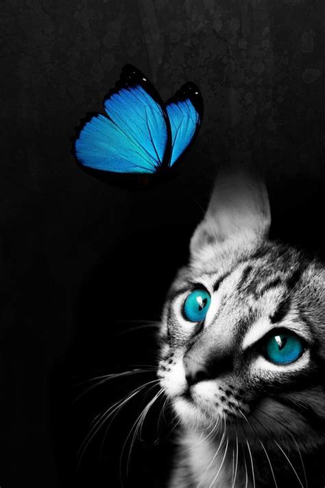 Cat And Butterfly Милые детеныши животных Кошачьи фотографии