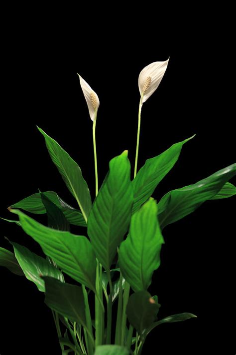 Peace Lily6 Photograph By Shane Bechler Fine Art America