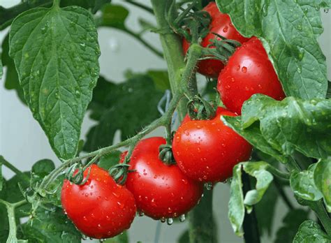 To use coffee grounds as fertilizer, work the coffee grounds into the soil around your plants. Tomato Fertilizer: Use Coffee Grounds In Your Soil For ...