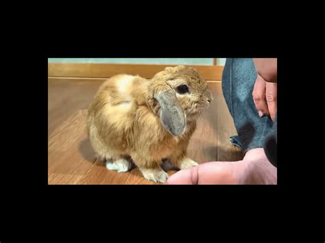 Bunny Throws A Tantrum When He Isnt Getting Scratches Nova 969