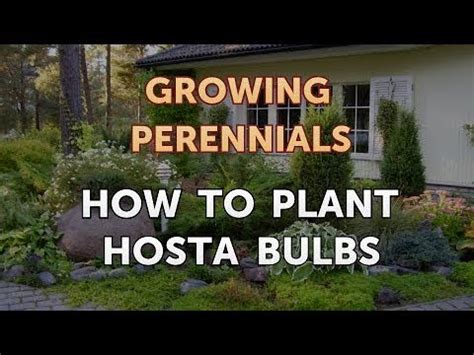 What are starter and elle plant plugs? How to Plant Hosta Bulbs - YouTube