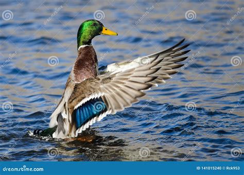 Mallard Duck Stretching Its Wings While Resting On The Water Stock