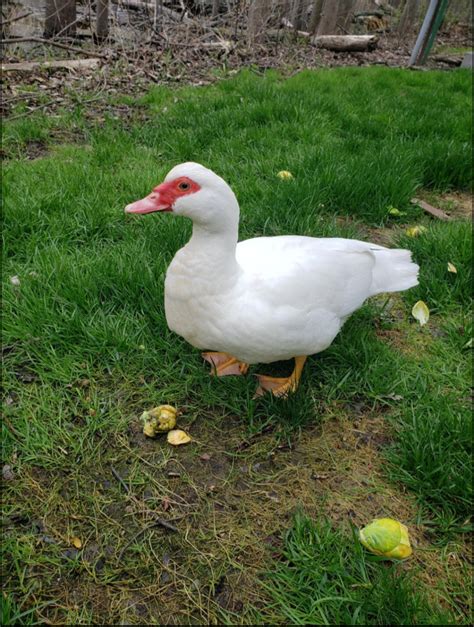 White Muscovy Duck Or Another Kind Animalid