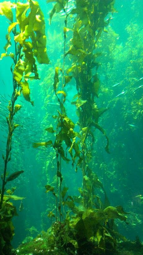 Kelp Bed Under The Ocean