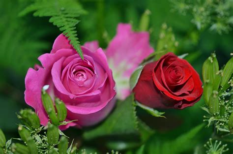 Find & download free graphic resources for roses rose. Roses in different colors and green leaves ...