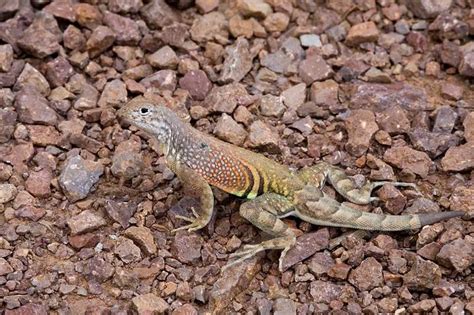 15 Common Types Of Lizards In Texas With Pictures Reptile Jam