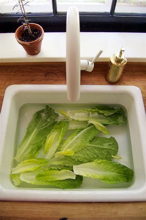 How To Store Lettuce And Keep It Fresh Salad Bag Storing Lettuce