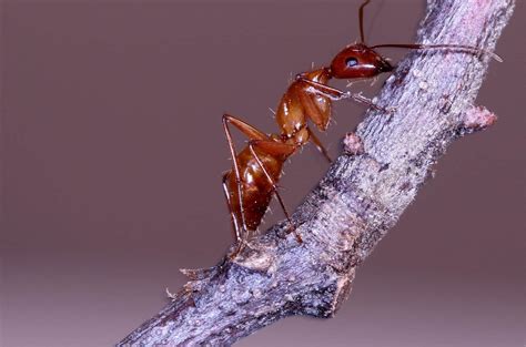 How Are Carpenter Ants Different From Other Ants Terminix