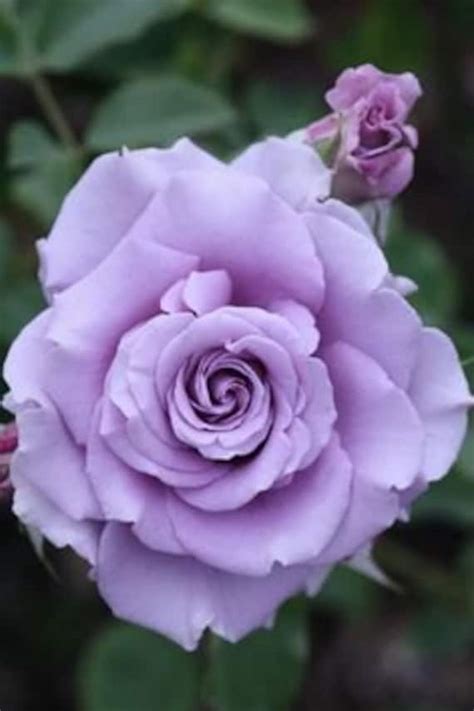 50 Violet Purple Rare Rose Flower Seeds Heirloom By Fancygarden