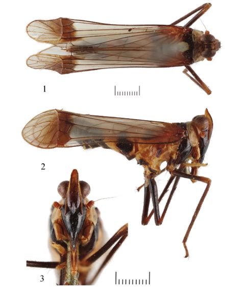 Revision Of The Genus Augilina Melichar 1914 Hemiptera Fulgoroidea