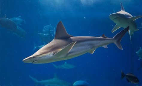 Carcharhinidae Requiem Sharks Gallery Wildlife Journal Junior