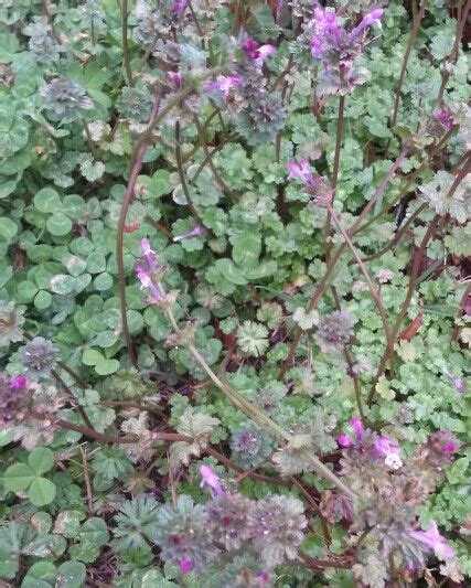 Purple Flower Weeds In My Yard Aron Ketchum