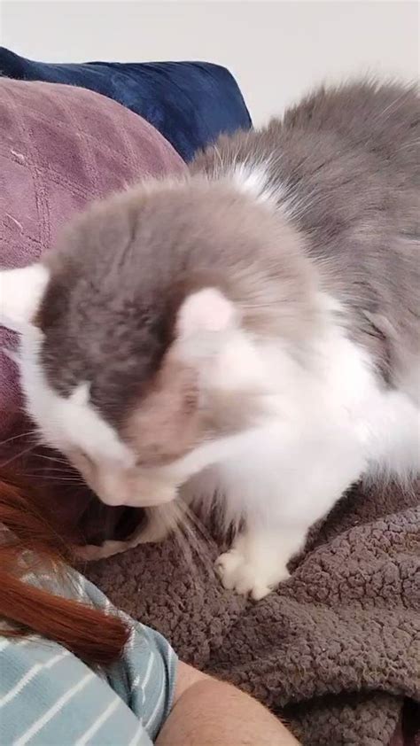 Missy The Bobtail On Twitter RT Scruffkit Fresh Biscuits For Dis Friday Mornings