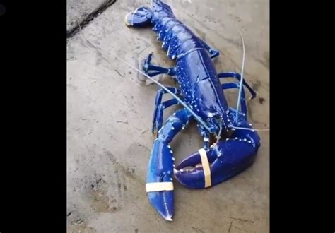 Watch Video Of Rare Blue Lobster Caught Off Maine Coast Insider Paper