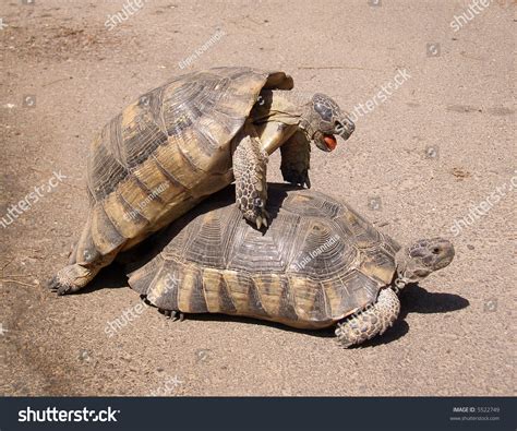 Turtles Mating Stock Photo Shutterstock