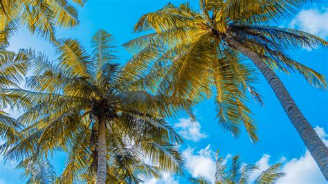 wallpaper id 3762 palm trees tree sky summer 4k free download