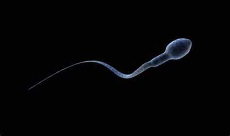 How Long Can Sperm Survive Uk